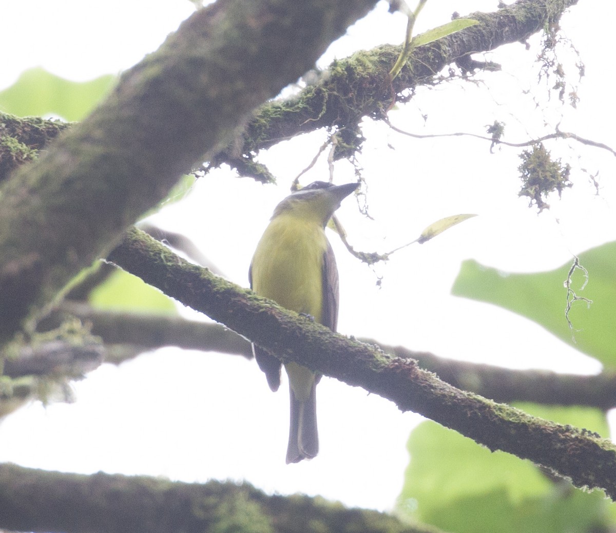 Golden-bellied Flycatcher - ML152039011