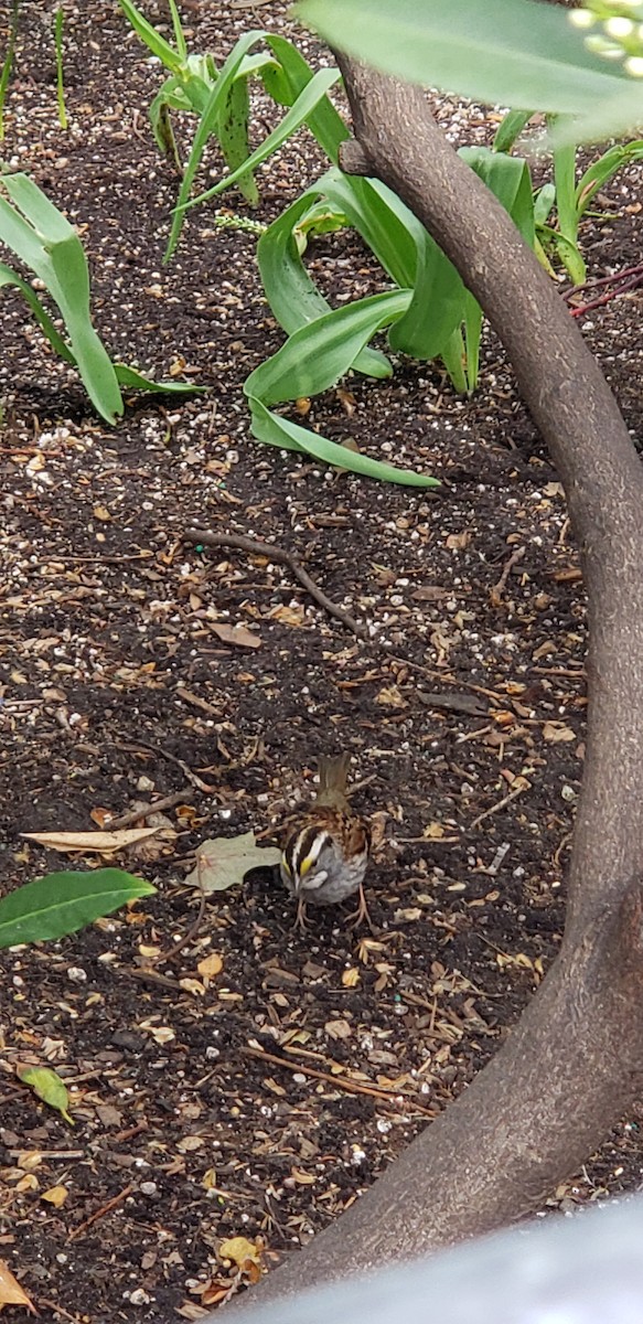 White-throated Sparrow - ML152039331