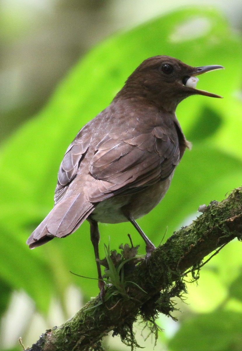 Pale-vented Thrush - ML152039361