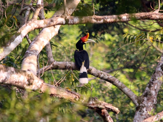 Rhinoceros Hornbill - ML152041011