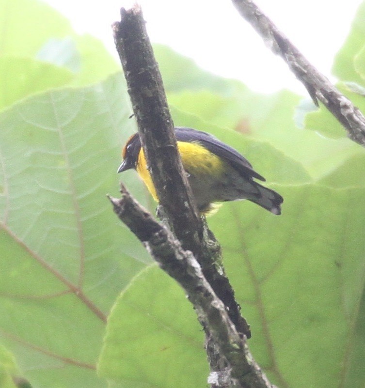 Tawny-capped Euphonia - ML152041101