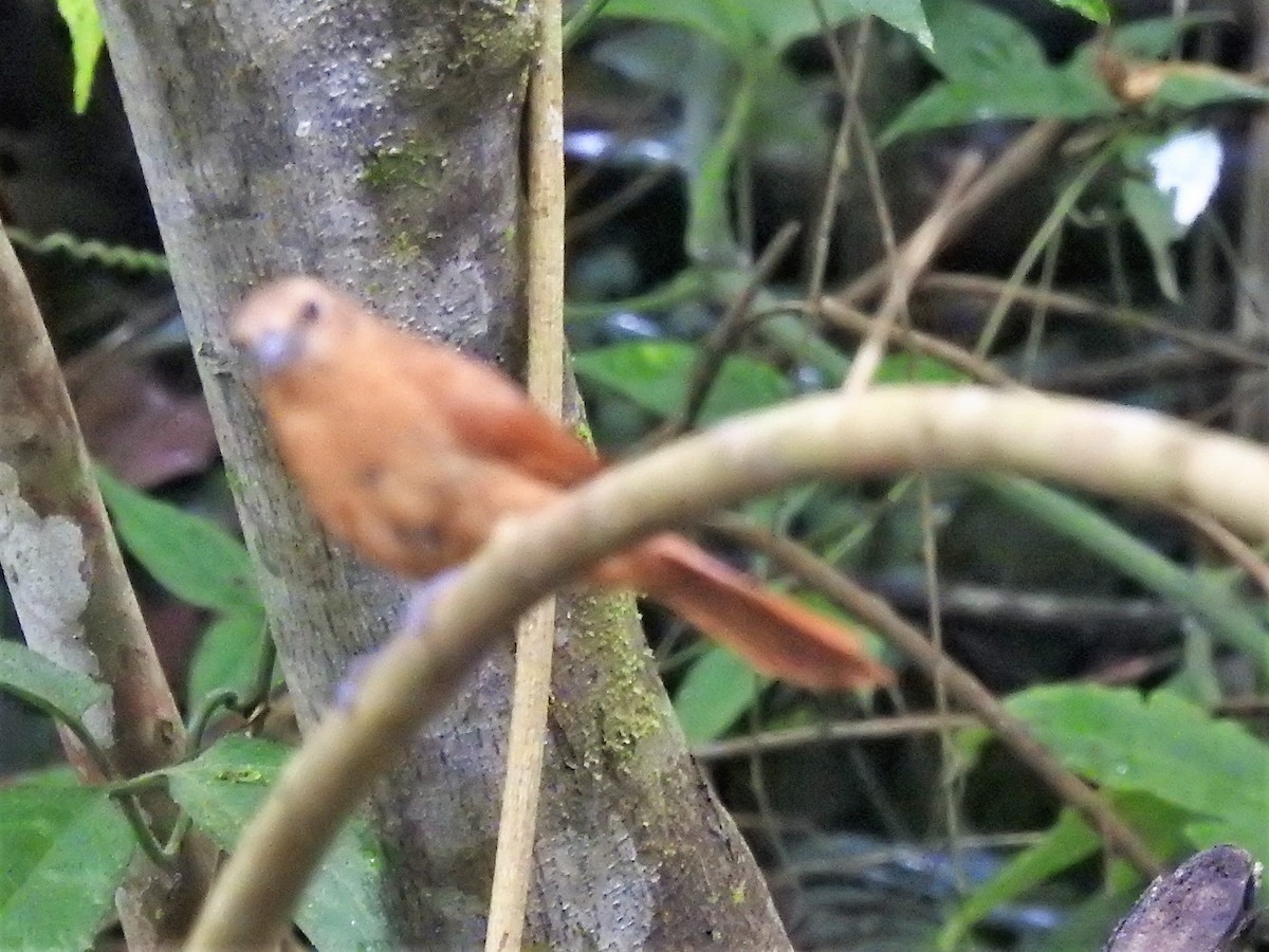 White-lined Tanager - ML152041141