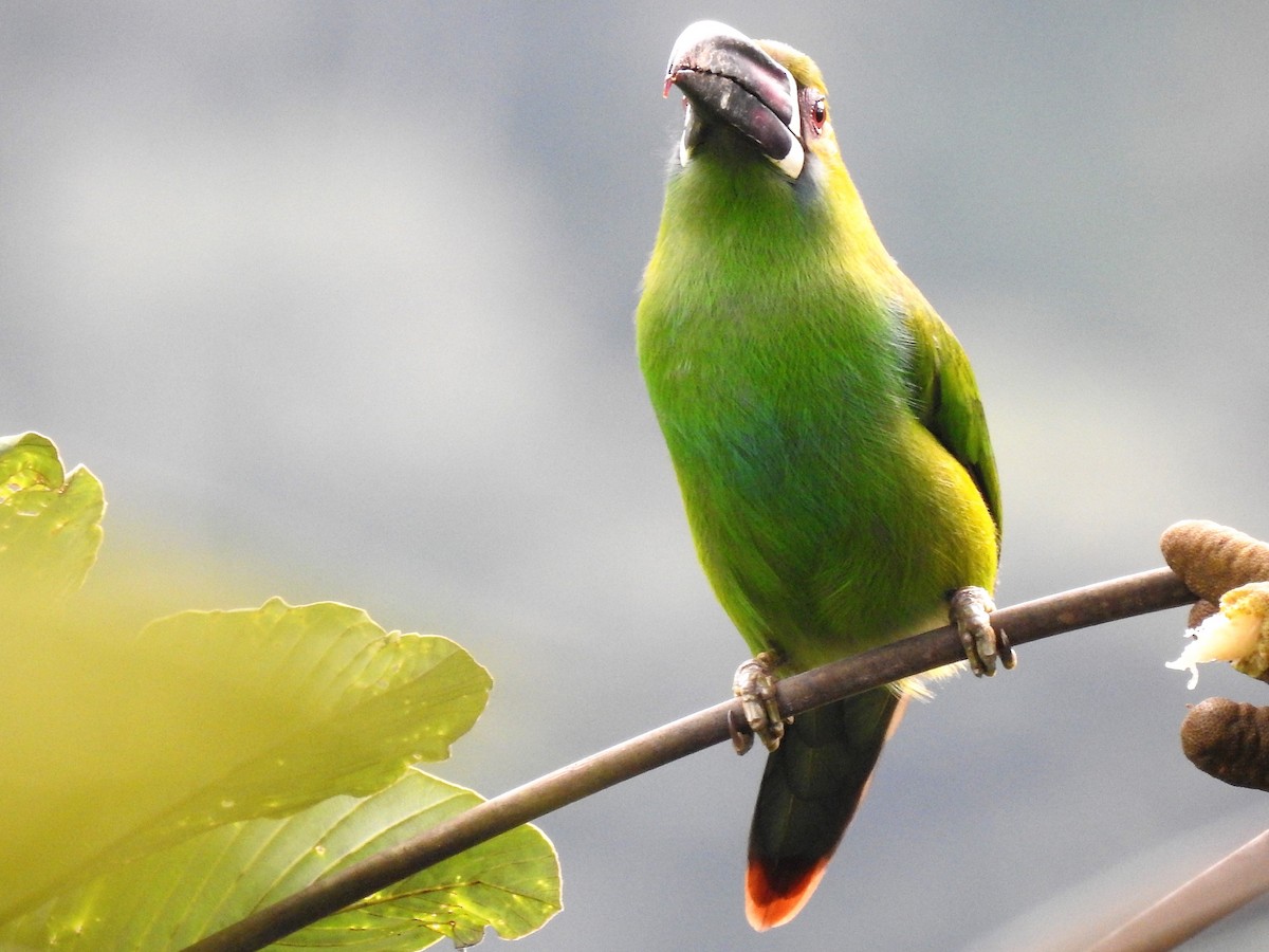 Toucanet à croupion rouge - ML152041571