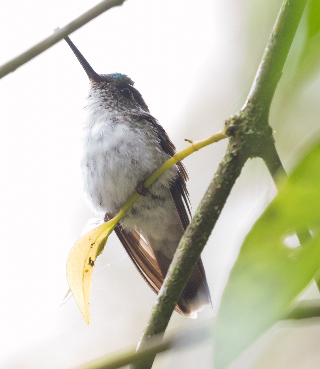 White-bellied Mountain-gem - ML152041601