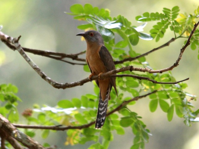 Plaintive Cuckoo - Lim Kim Chye
