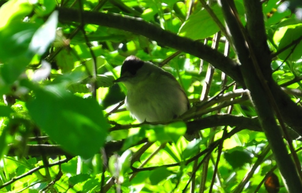 Eurasian Blackcap - Özgür Ekincioğlu