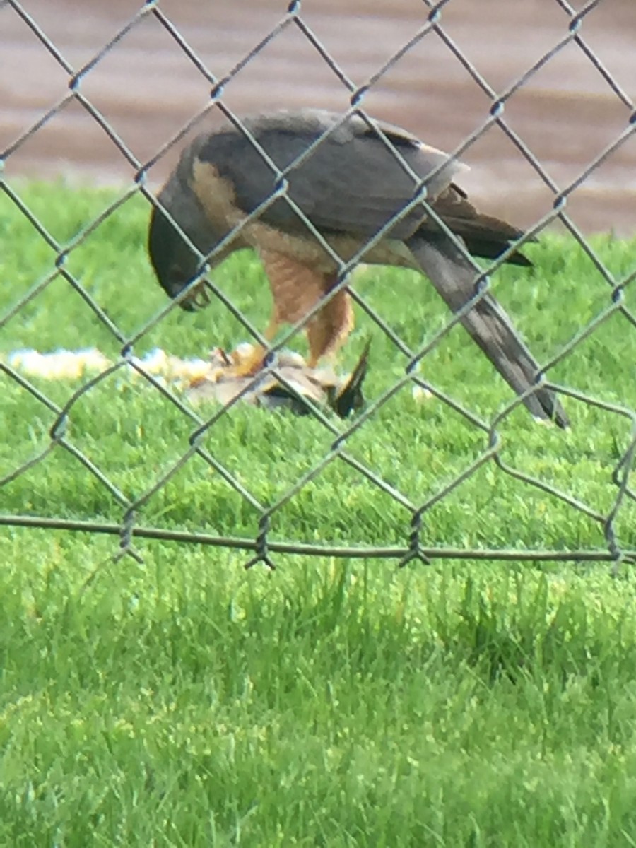Cooper's Hawk - ML152044301