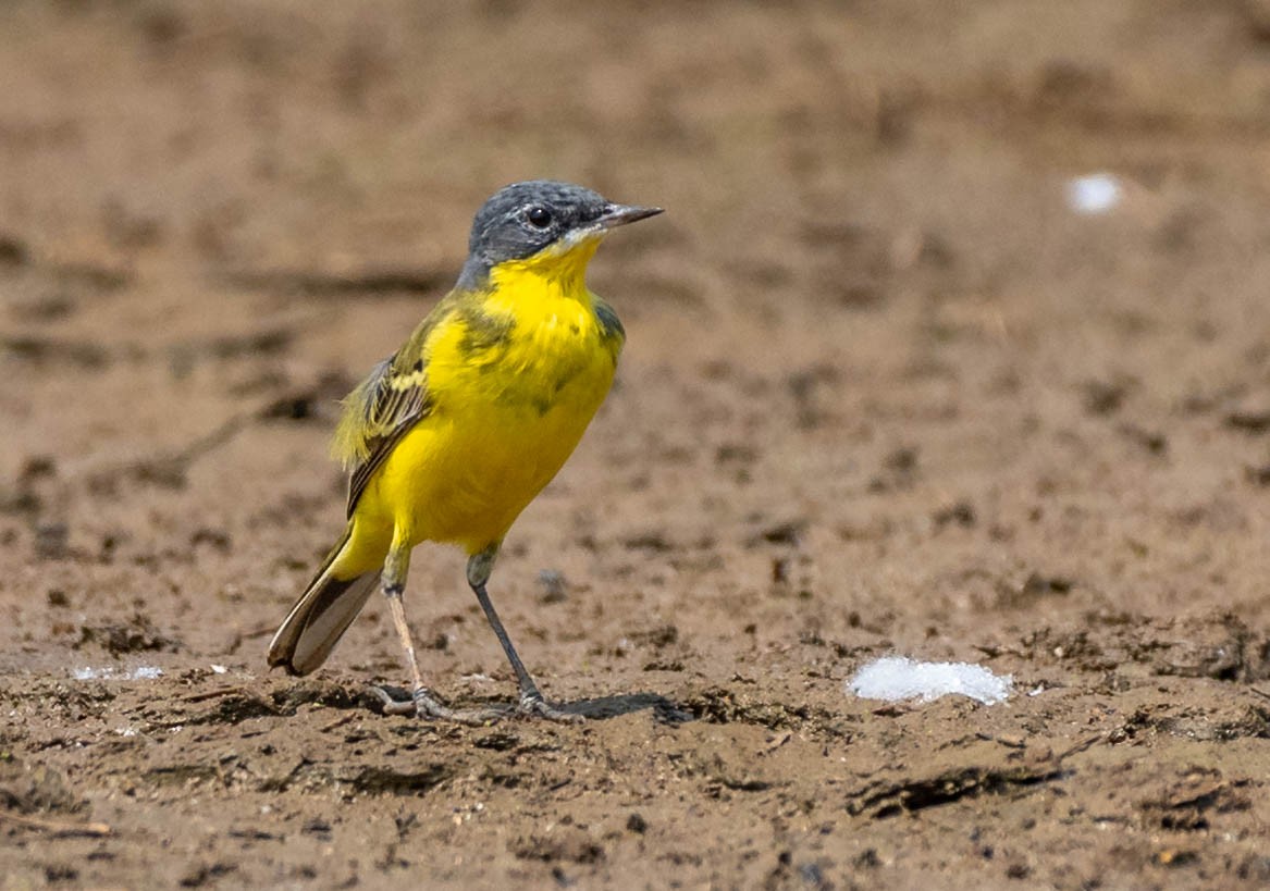 Western Yellow Wagtail - ML152044381