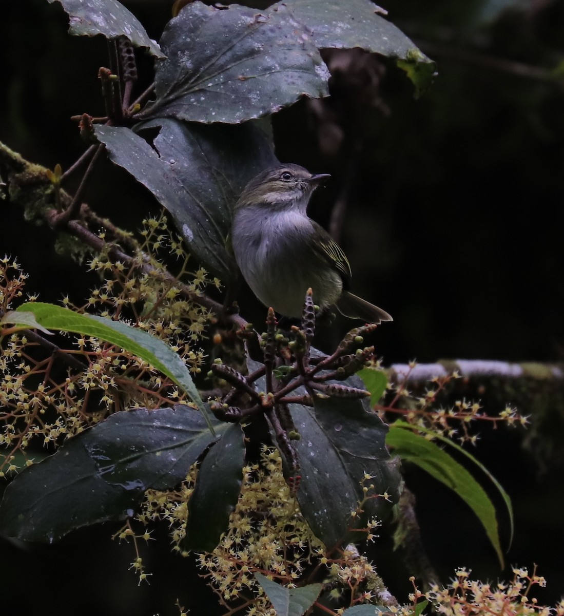 Mistletoe Tyrannulet - ML152044411