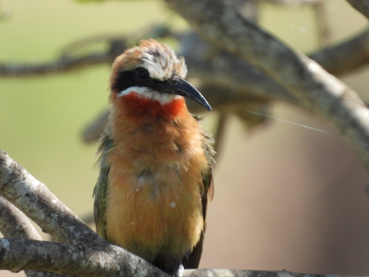 White-fronted Bee-eater - ML152044431