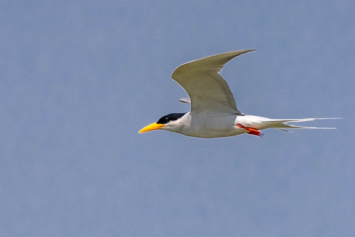 River Tern - Madhu Arouza Pai