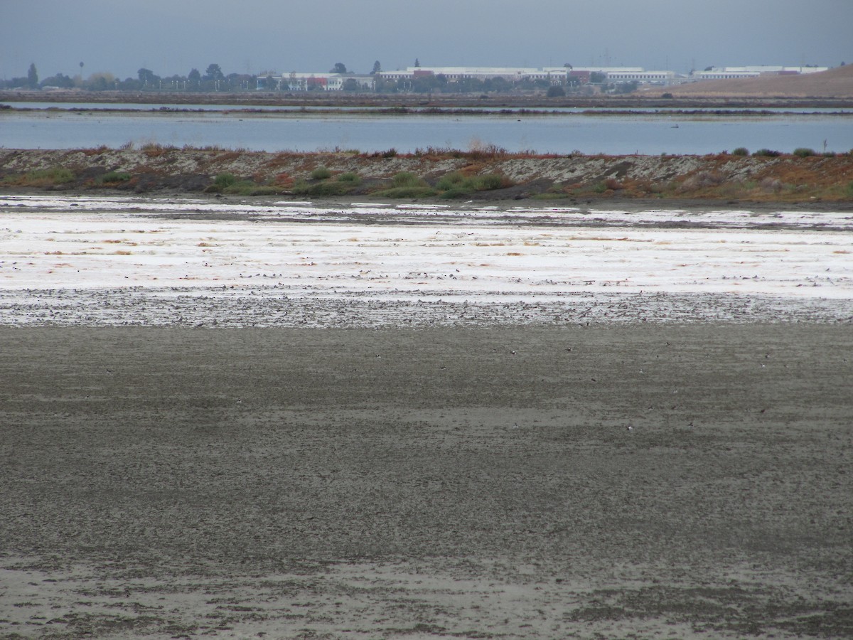 Semipalmated Plover - ML152044461