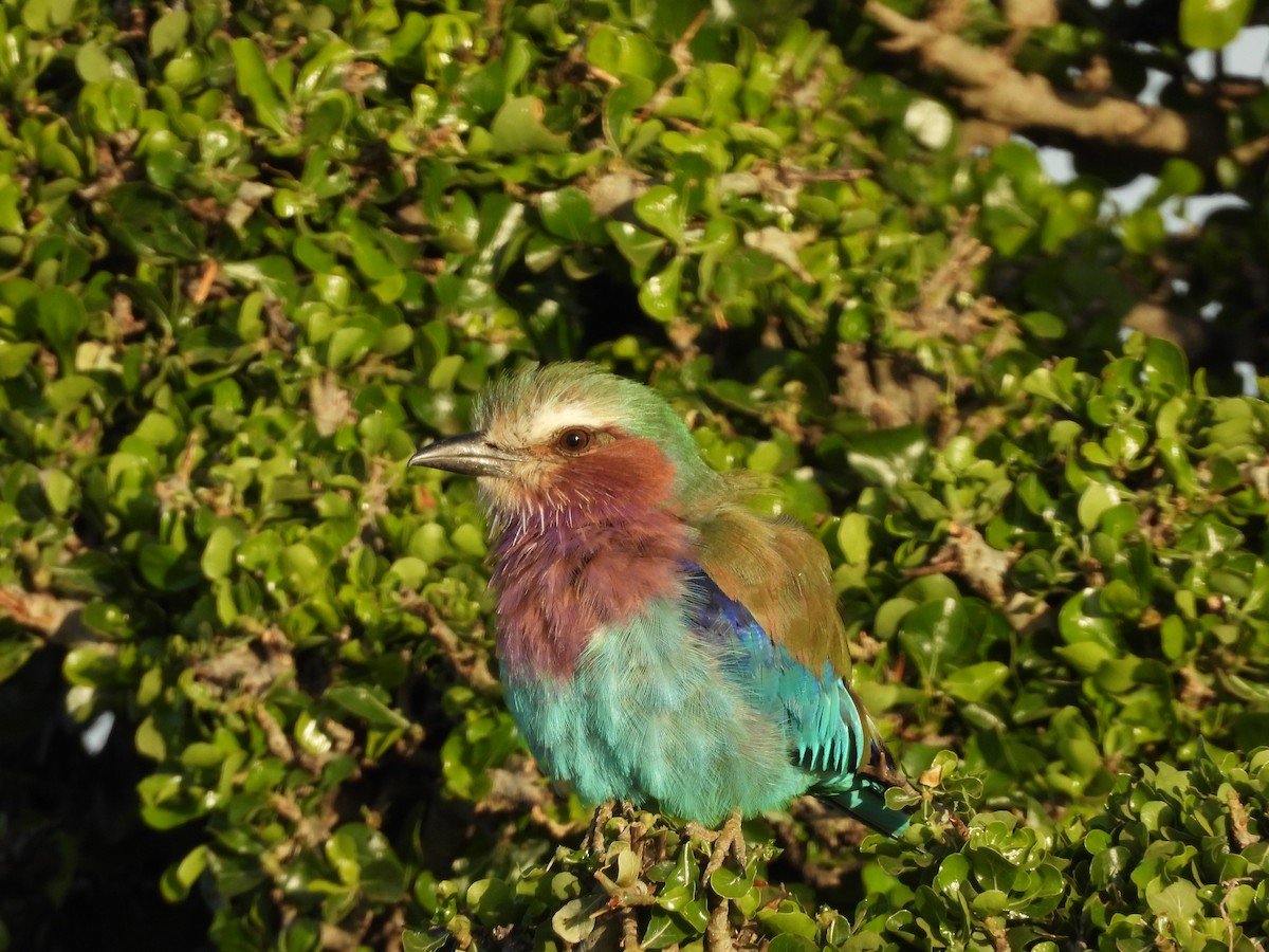 Lilac-breasted Roller - ML152045501