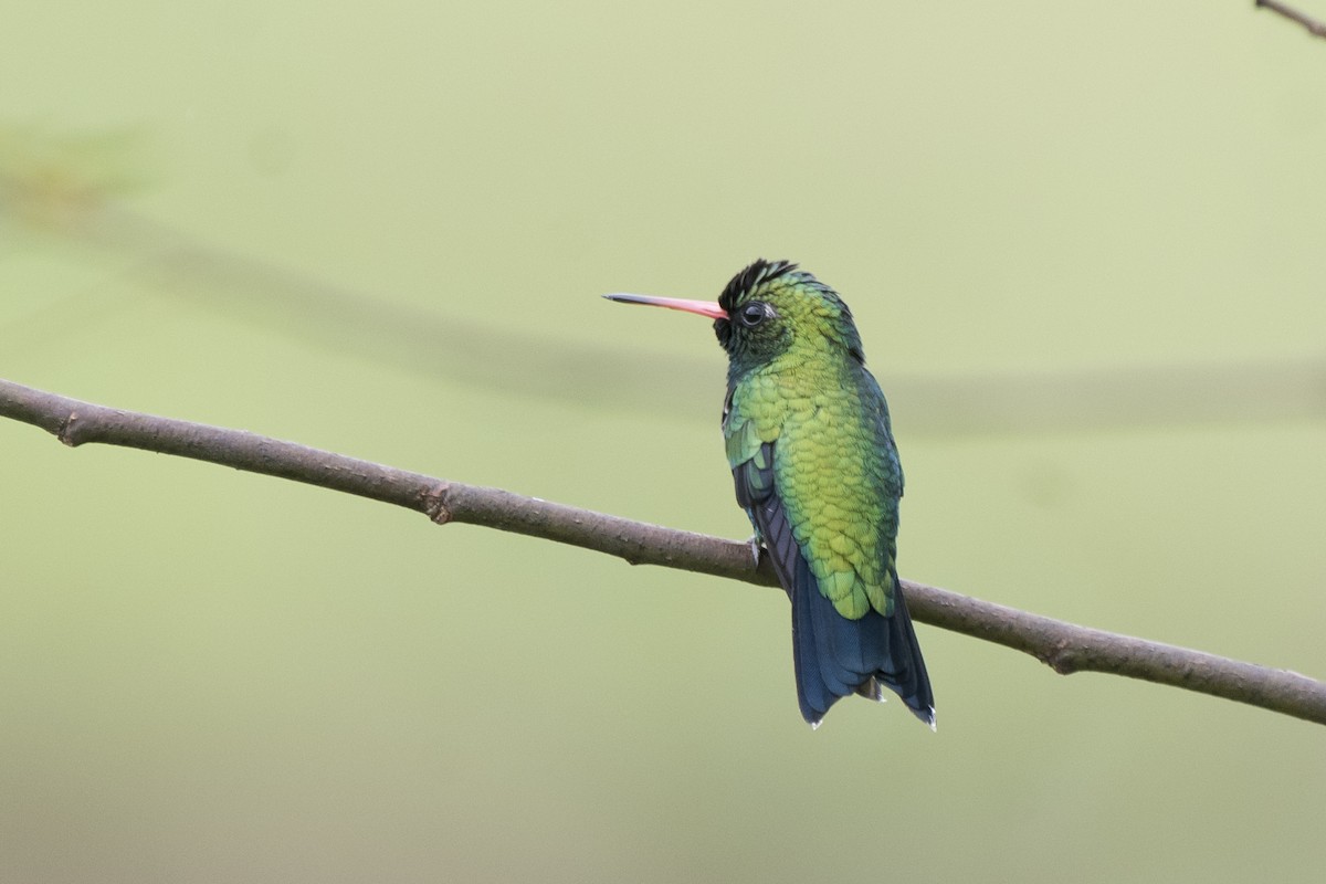 kolibřík lesklobřichý - ML152045911