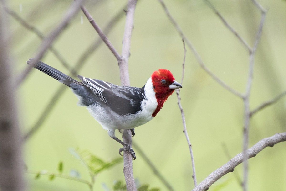 Red-cowled Cardinal - ML152046051