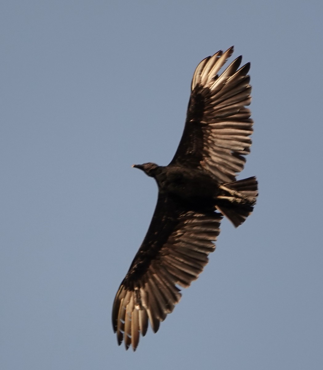 Black Vulture - ML152046511