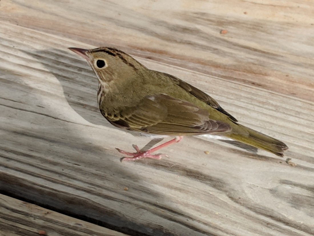 Ovenbird - ML152046861