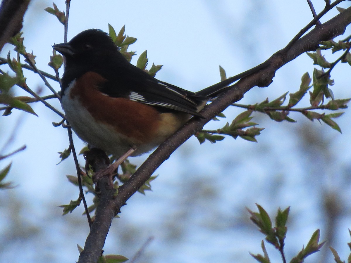 Eastern Towhee - ML152047351