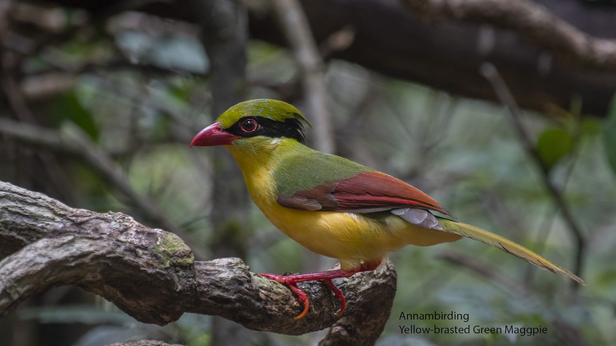 Indochinese Green-Magpie - Dinh Thinh