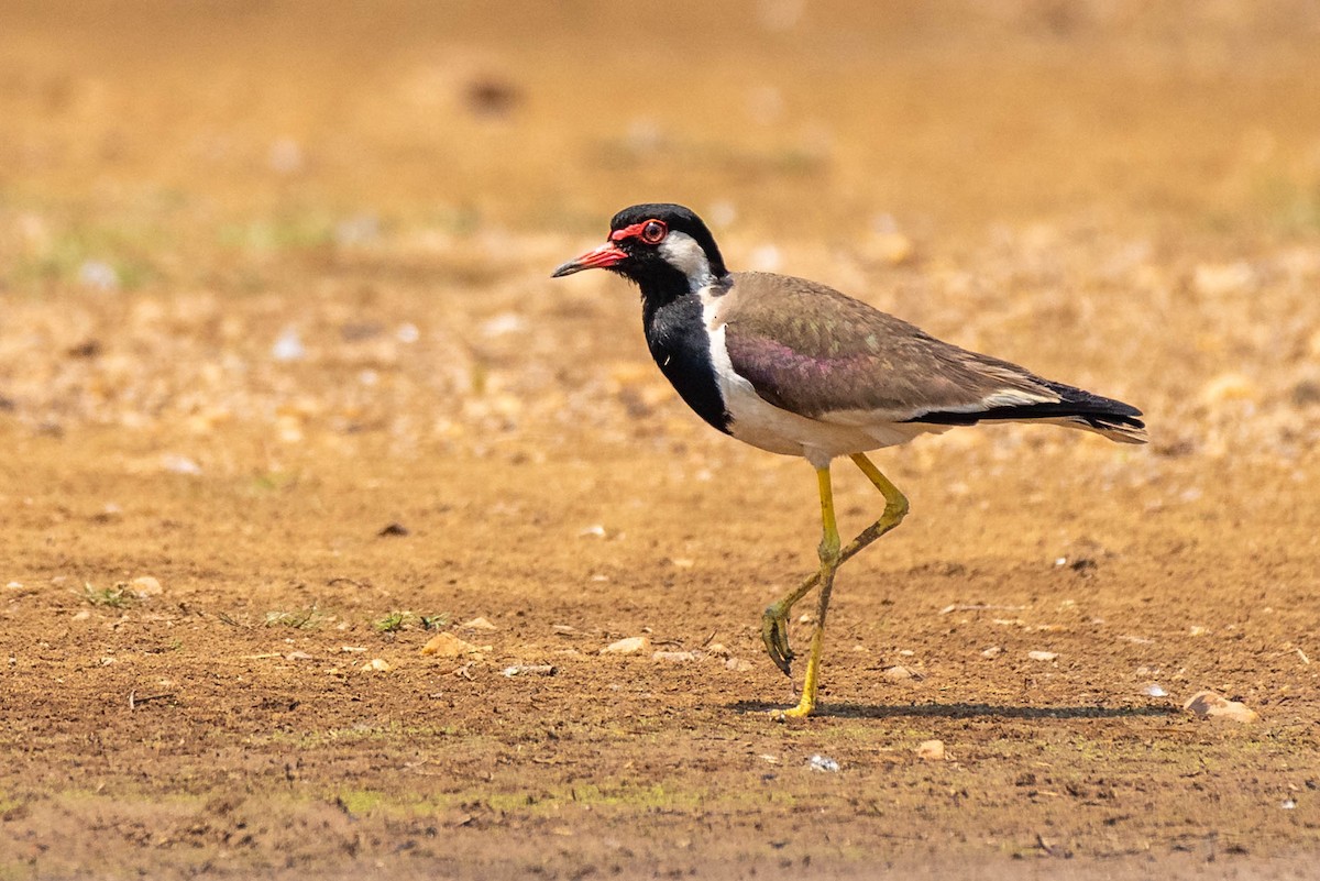 Red-wattled Lapwing - Madhu Arouza Pai