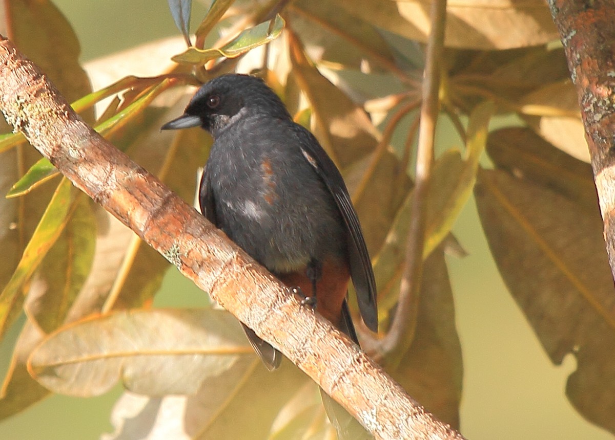 Greater Flowerpiercer - Fabio Olmos