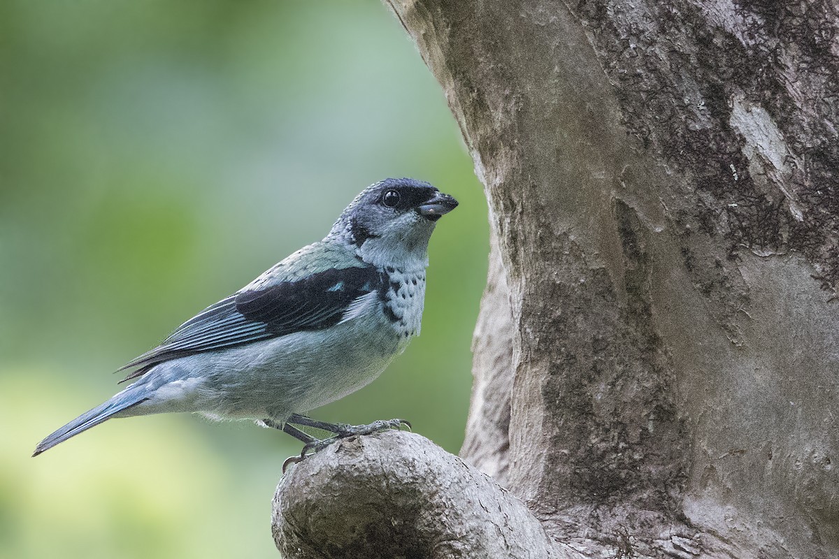 Azure-rumped Tanager - Bradley Hacker 🦜