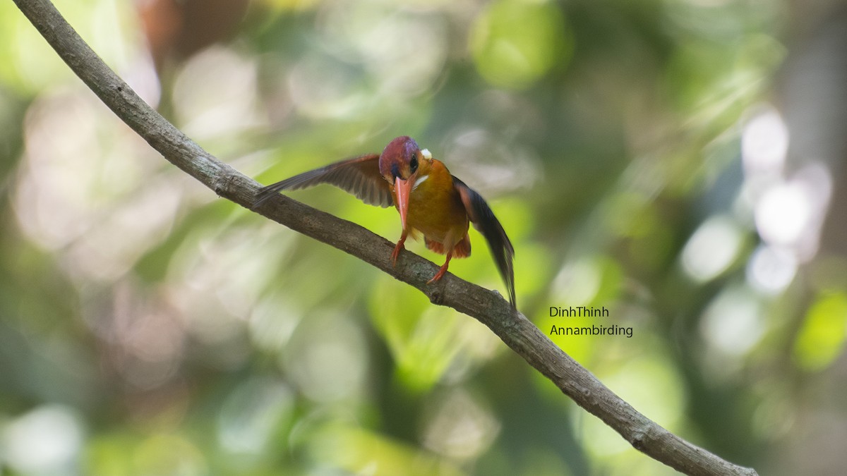 Black-backed Dwarf-Kingfisher - Dinh Thinh