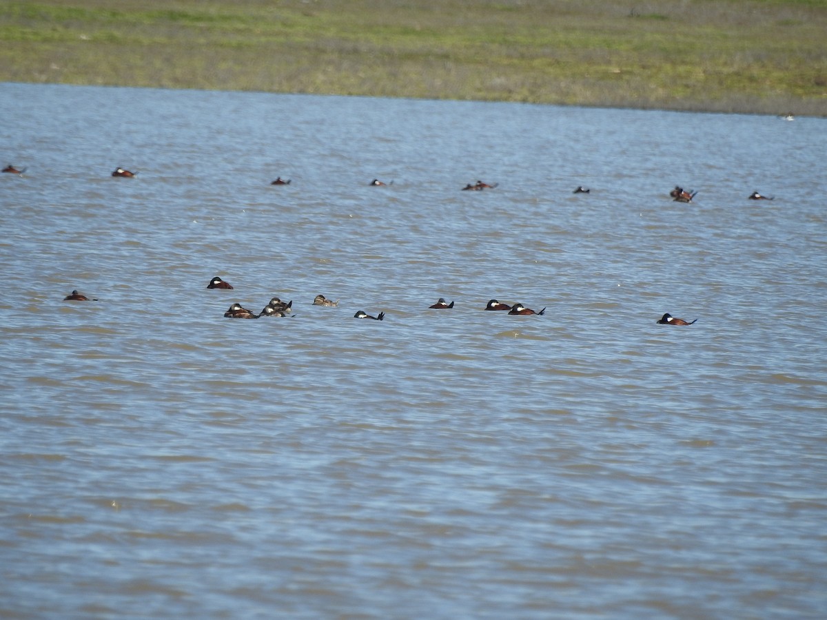 Ruddy Duck - ML152049051