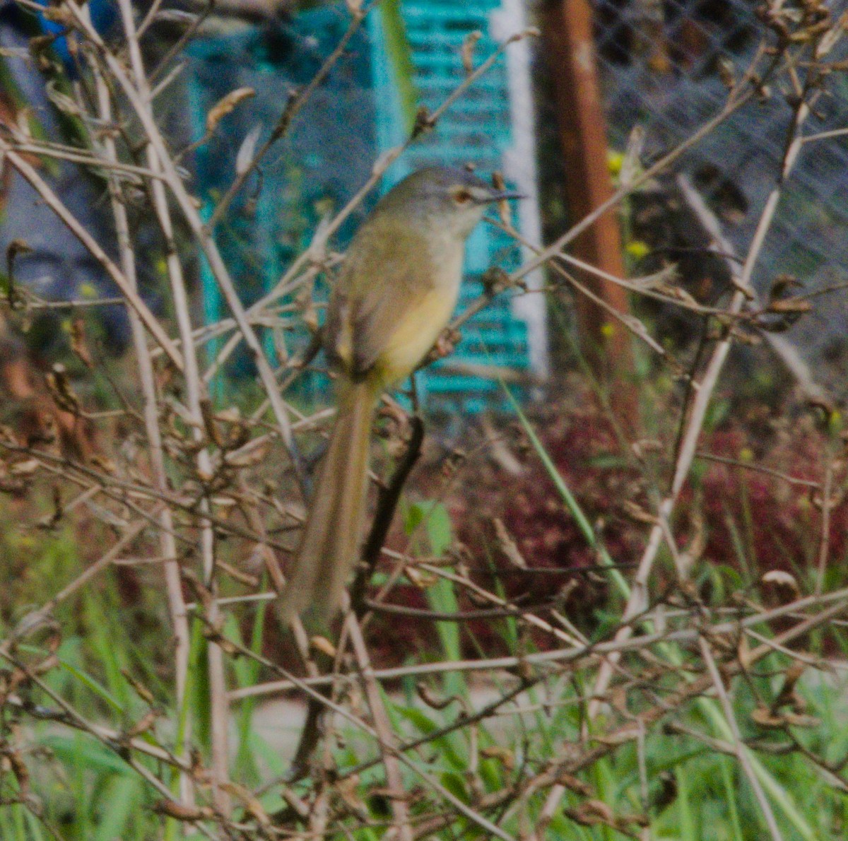 Yellow-bellied Prinia - ML152049171