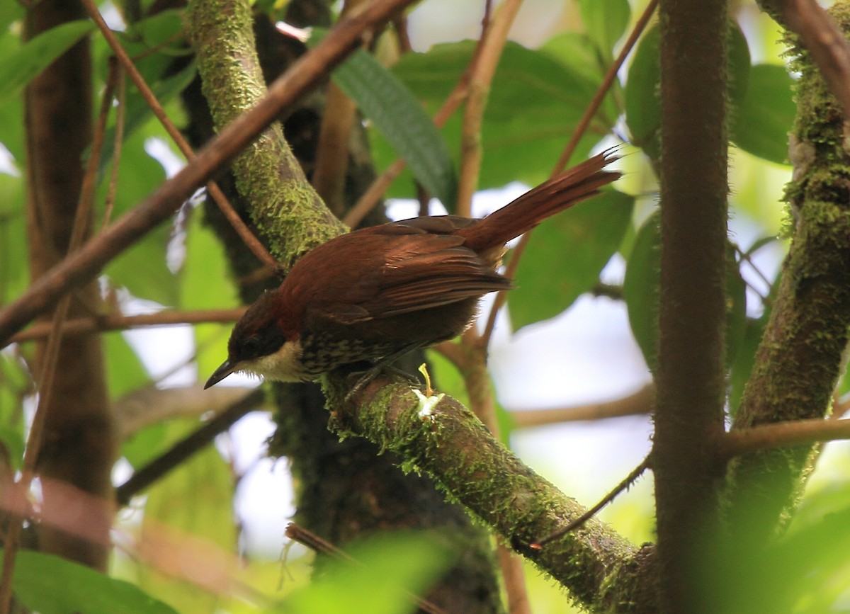 Roraiman Barbtail - Fabio Olmos