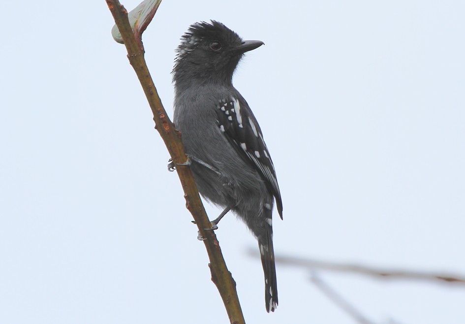 Streak-backed Antshrike - Fabio Olmos