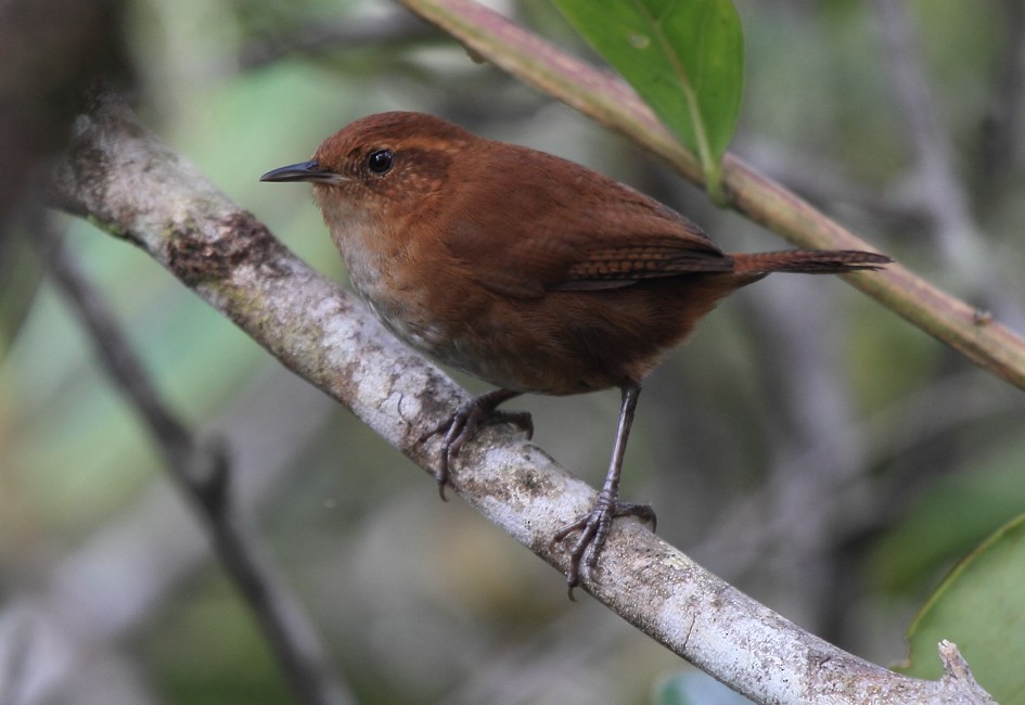 Tepui Wren - ML152050271