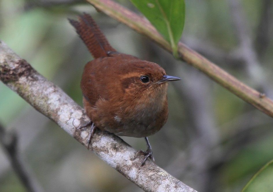 Tepui Wren - ML152050281