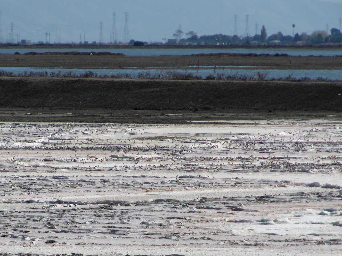 Semipalmated Plover - ML152050301