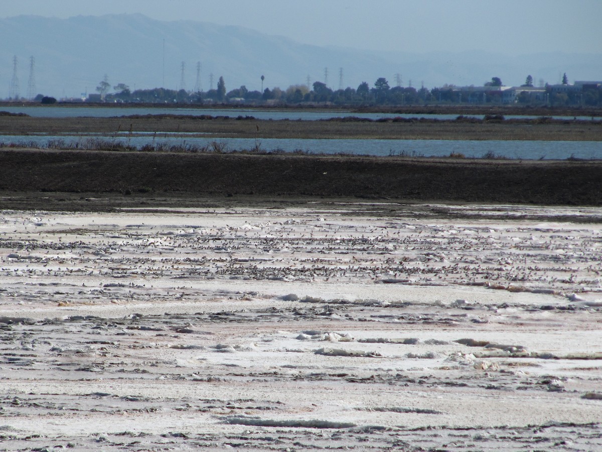 Semipalmated Plover - ML152050341