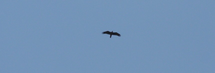 Wahlberg's Eagle - ML152050691