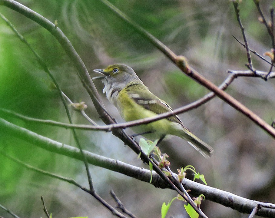 White-eyed Vireo - ML152051421