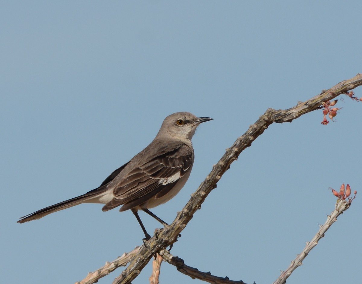 Northern Mockingbird - Tim Johnson