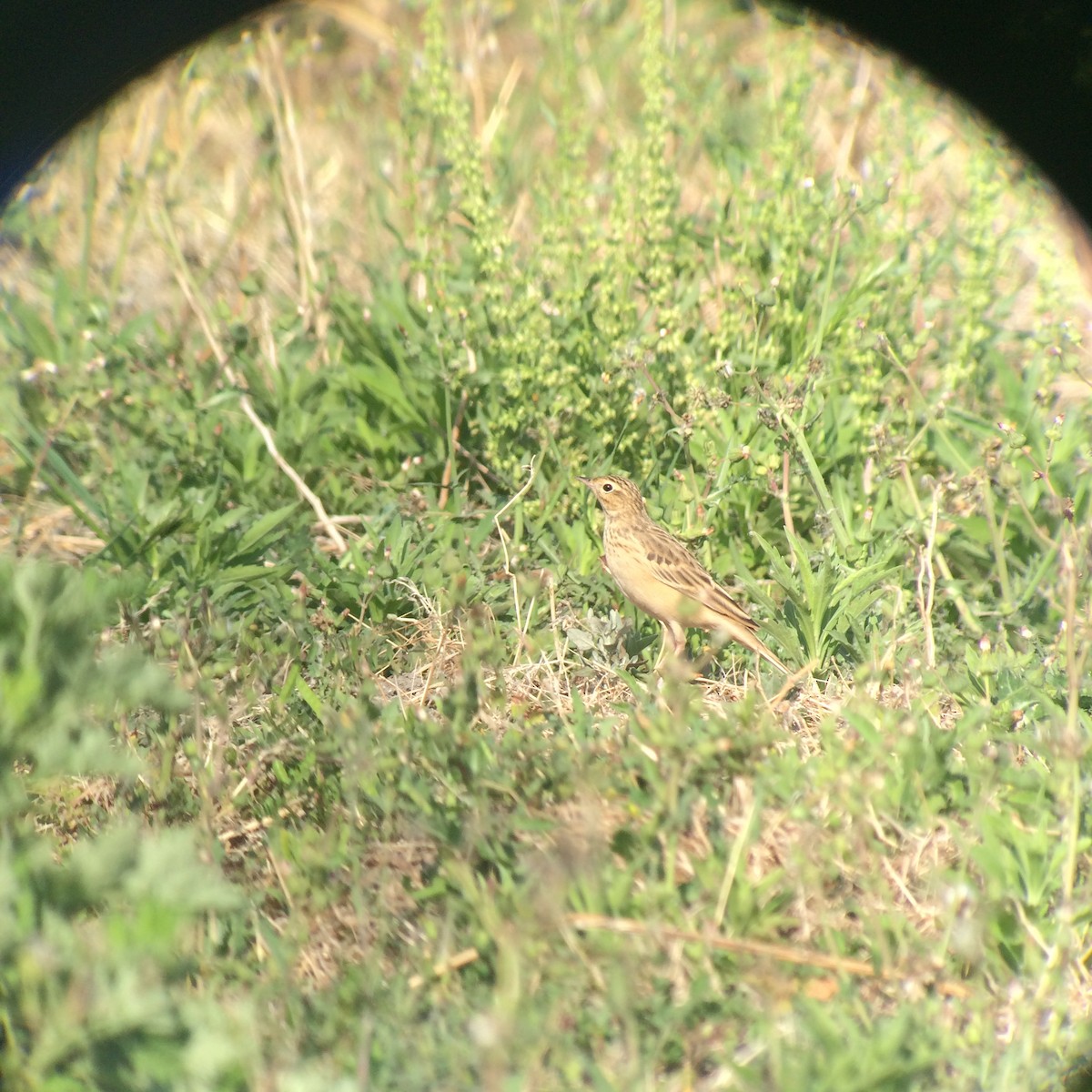 pipit sp. - ML152052801