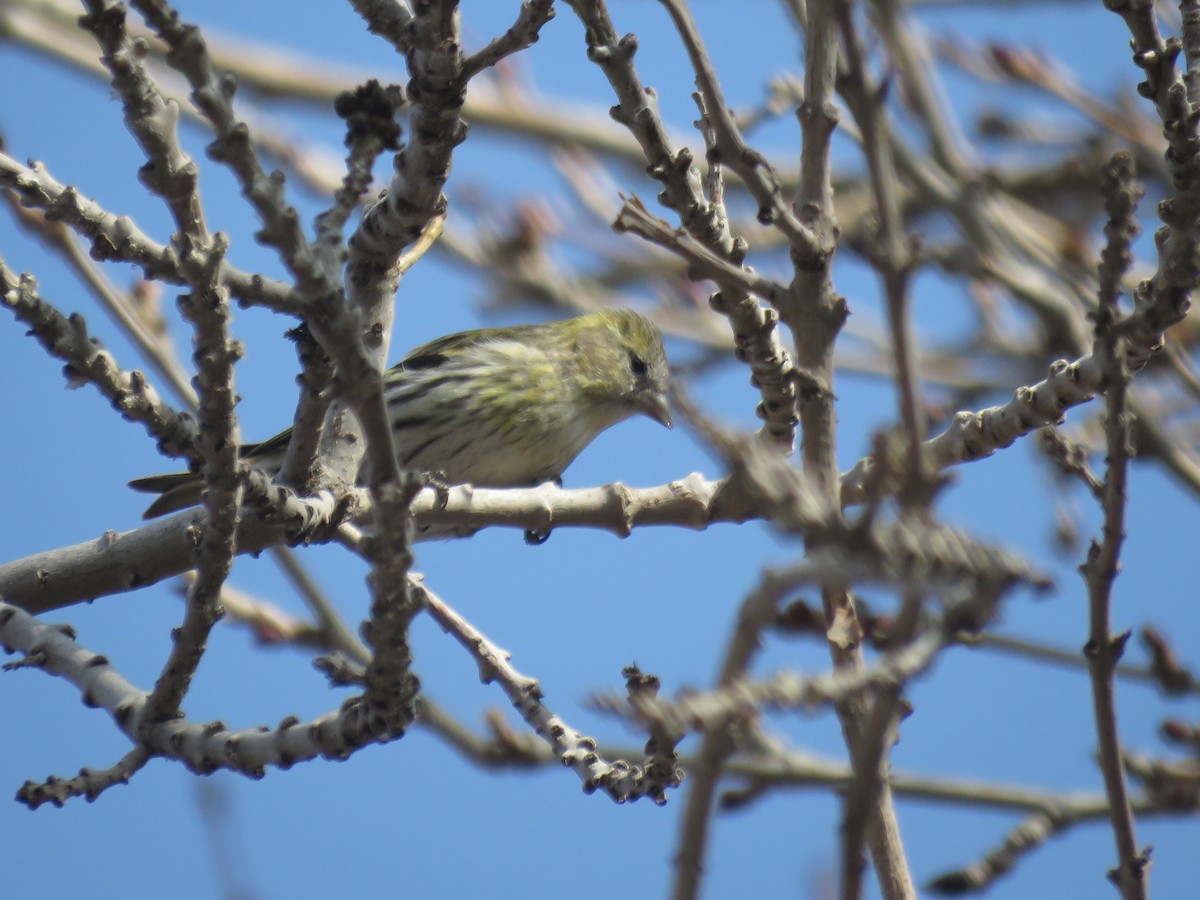 Eurasian Siskin - ML152054361