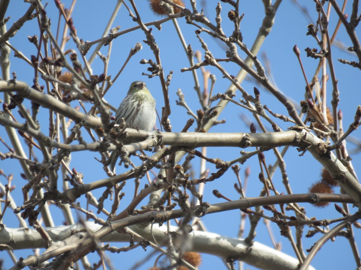 Eurasian Siskin - ML152054391