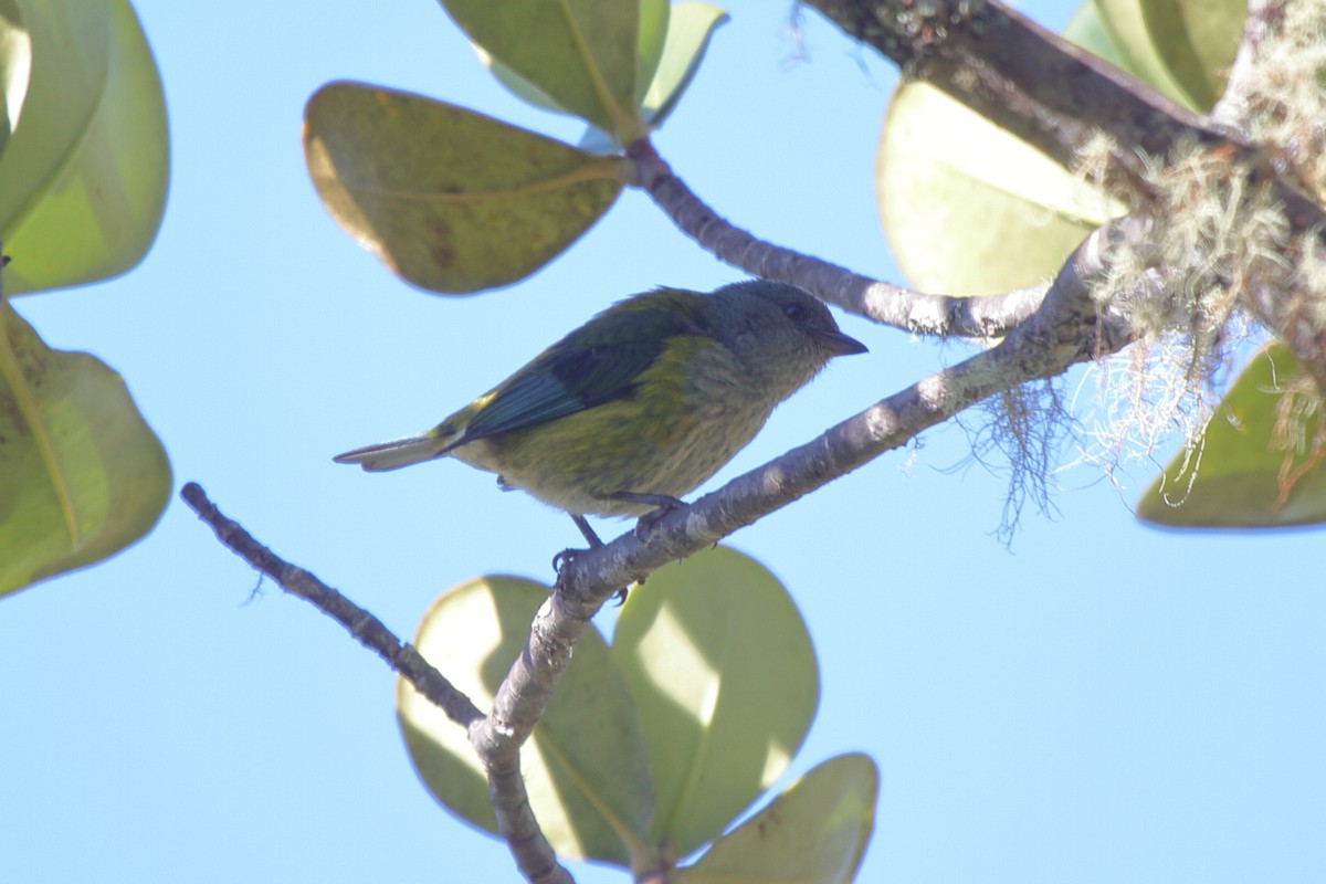 Black-hooded Tanager - Fabio Olmos