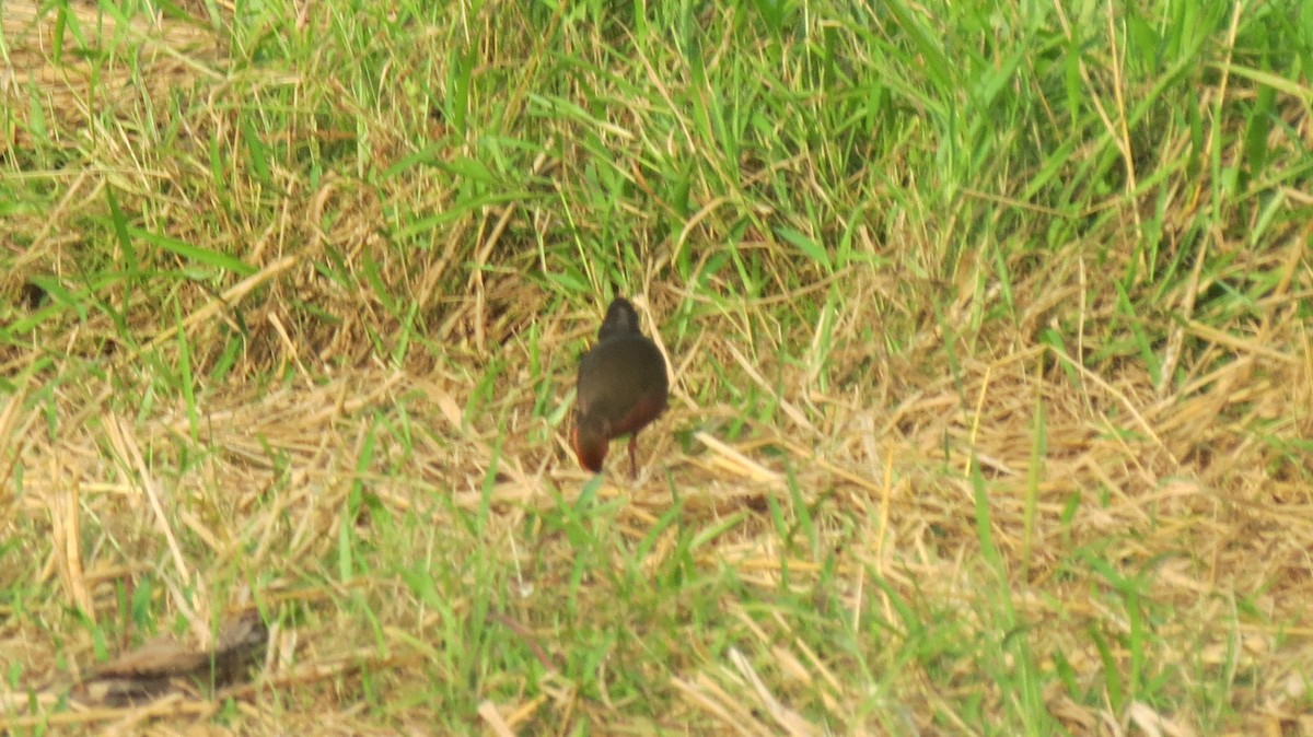 Ruddy-breasted Crake - ML152055321