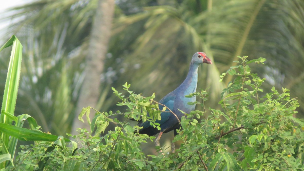 Gray-headed Swamphen - ML152055531