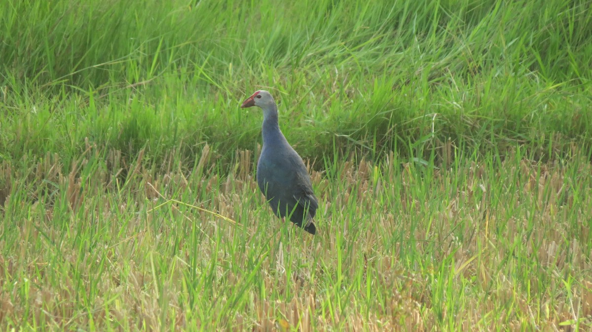 Gray-headed Swamphen - ML152055661