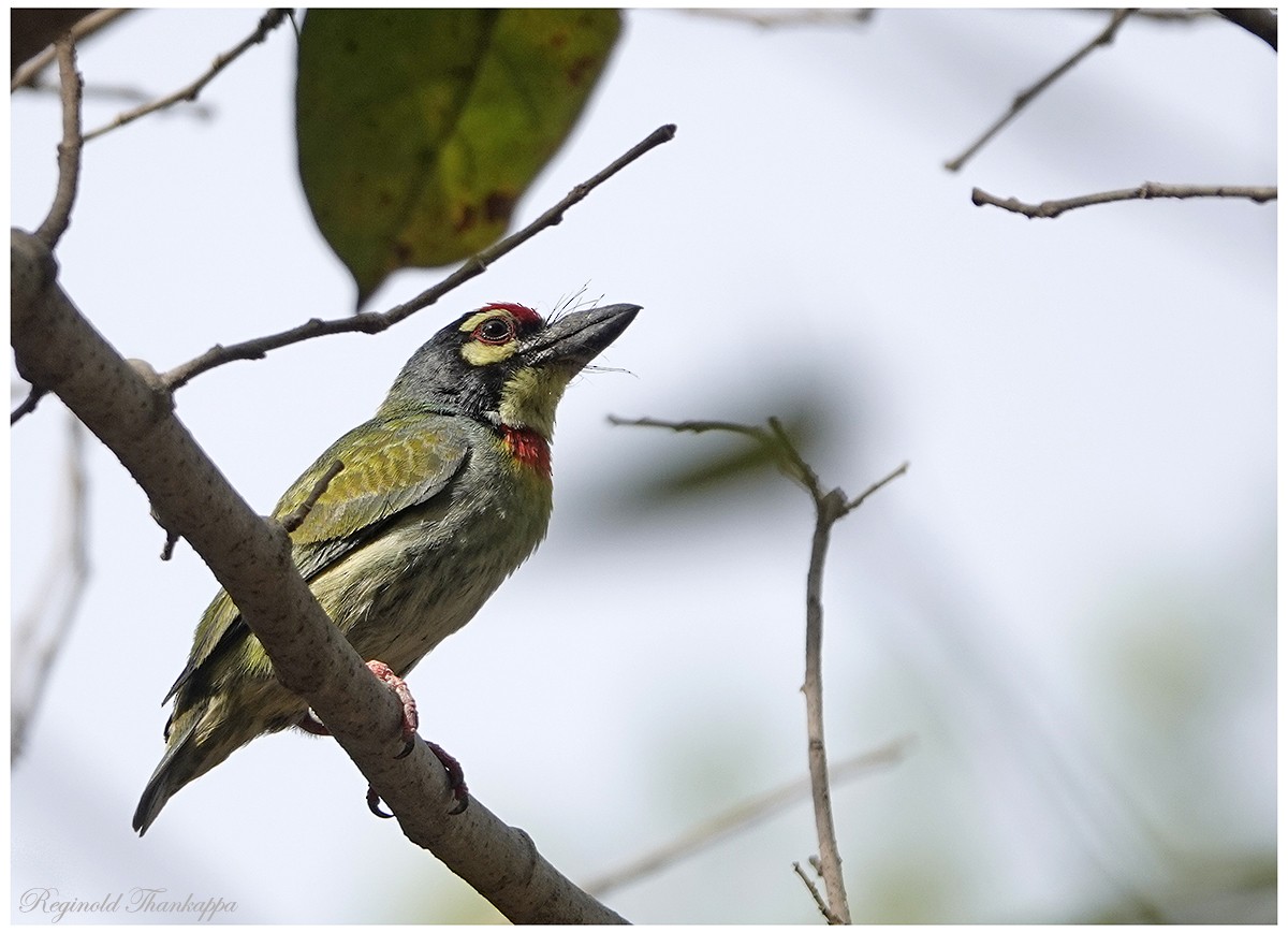 Coppersmith Barbet - ML152055851