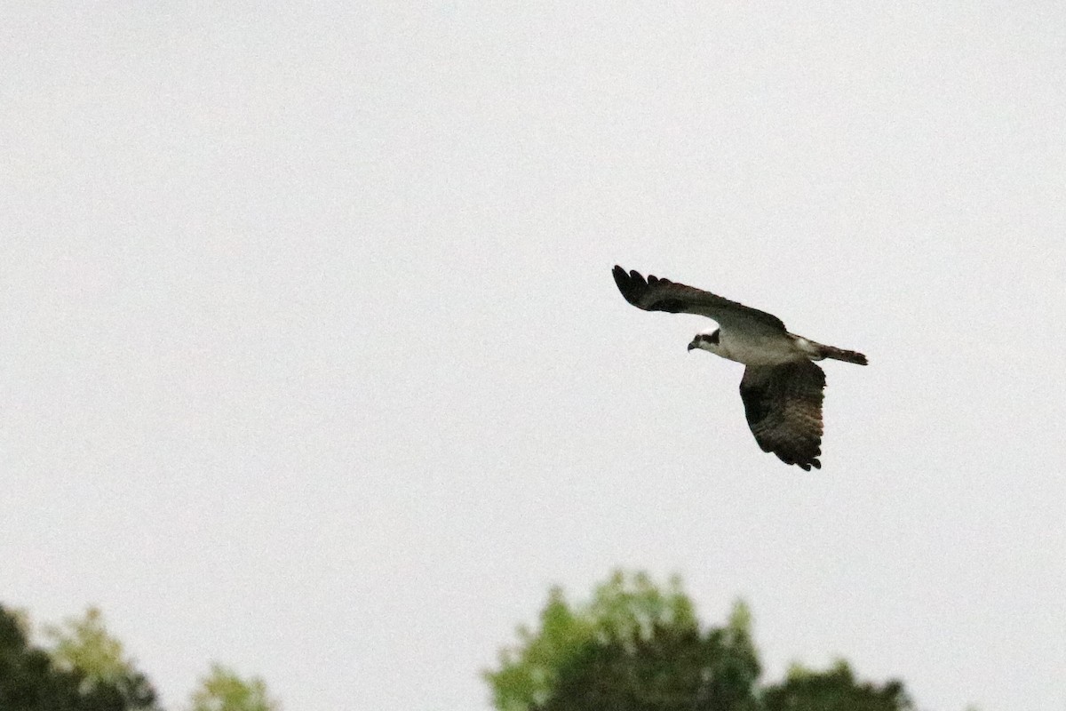 Osprey - ML152055871