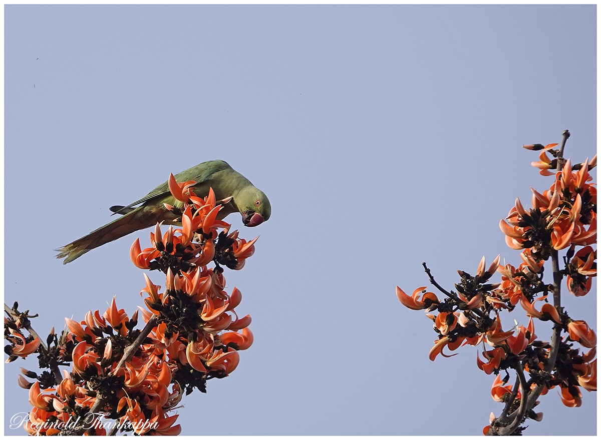 Rose-ringed Parakeet - ML152055981