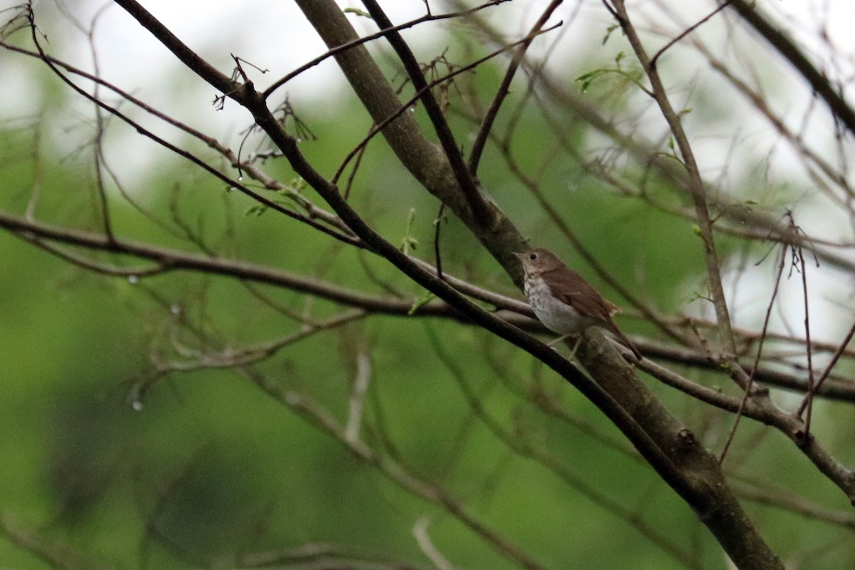 Hermit Thrush - ML152056001