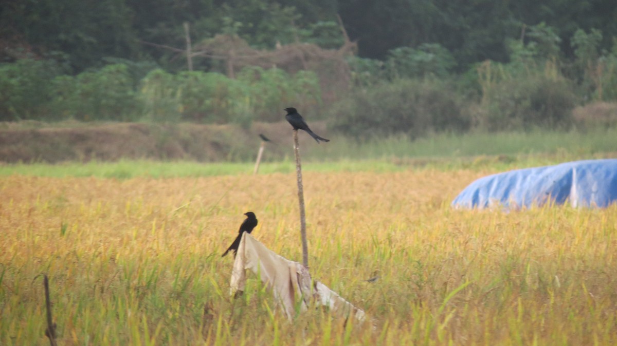 Black Drongo - ML152056061